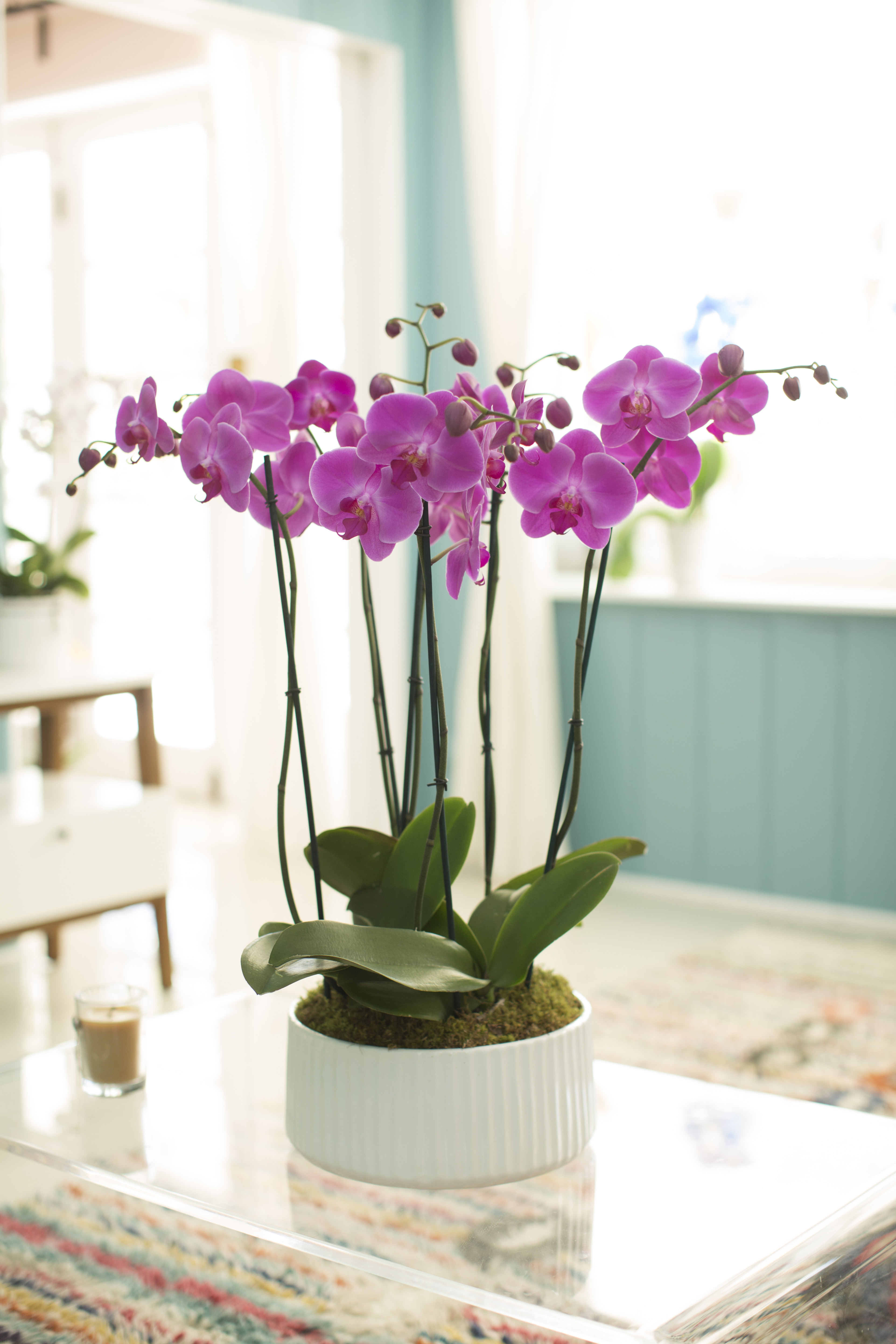 Garden Arrangements Silver Vase Orchids