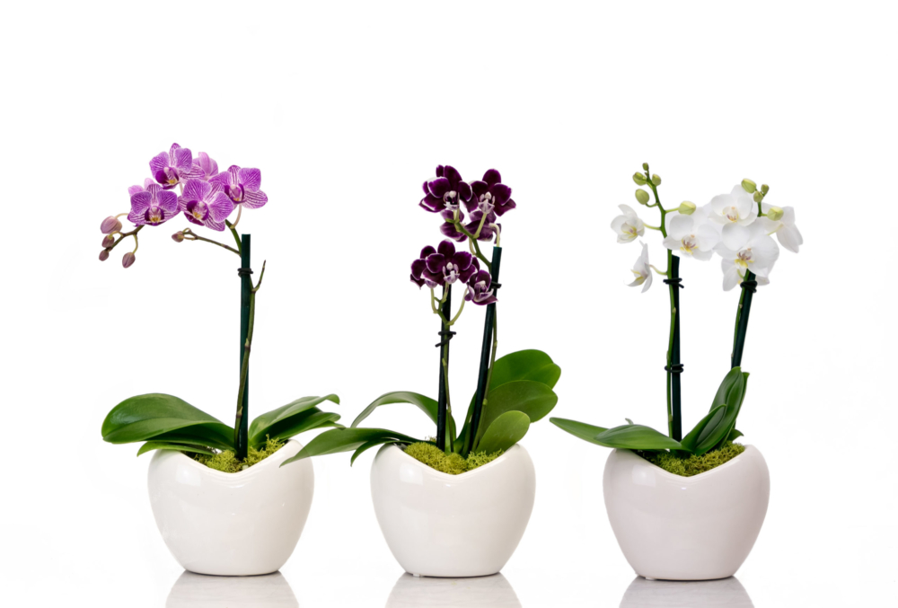 Espresso Orchids Silver Vase Orchids