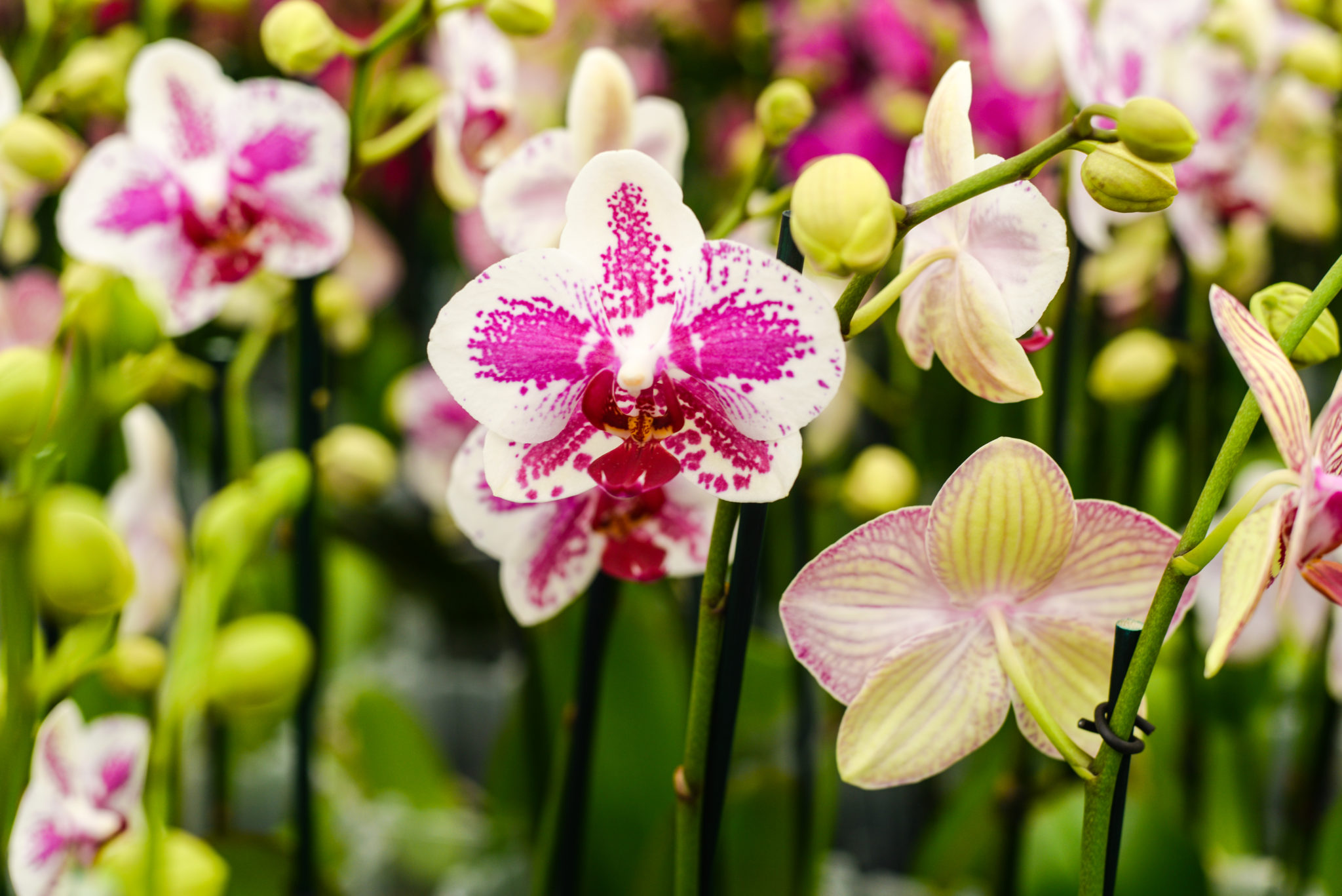 5” Phalaenopsis Orchids Silver Vase Orchids