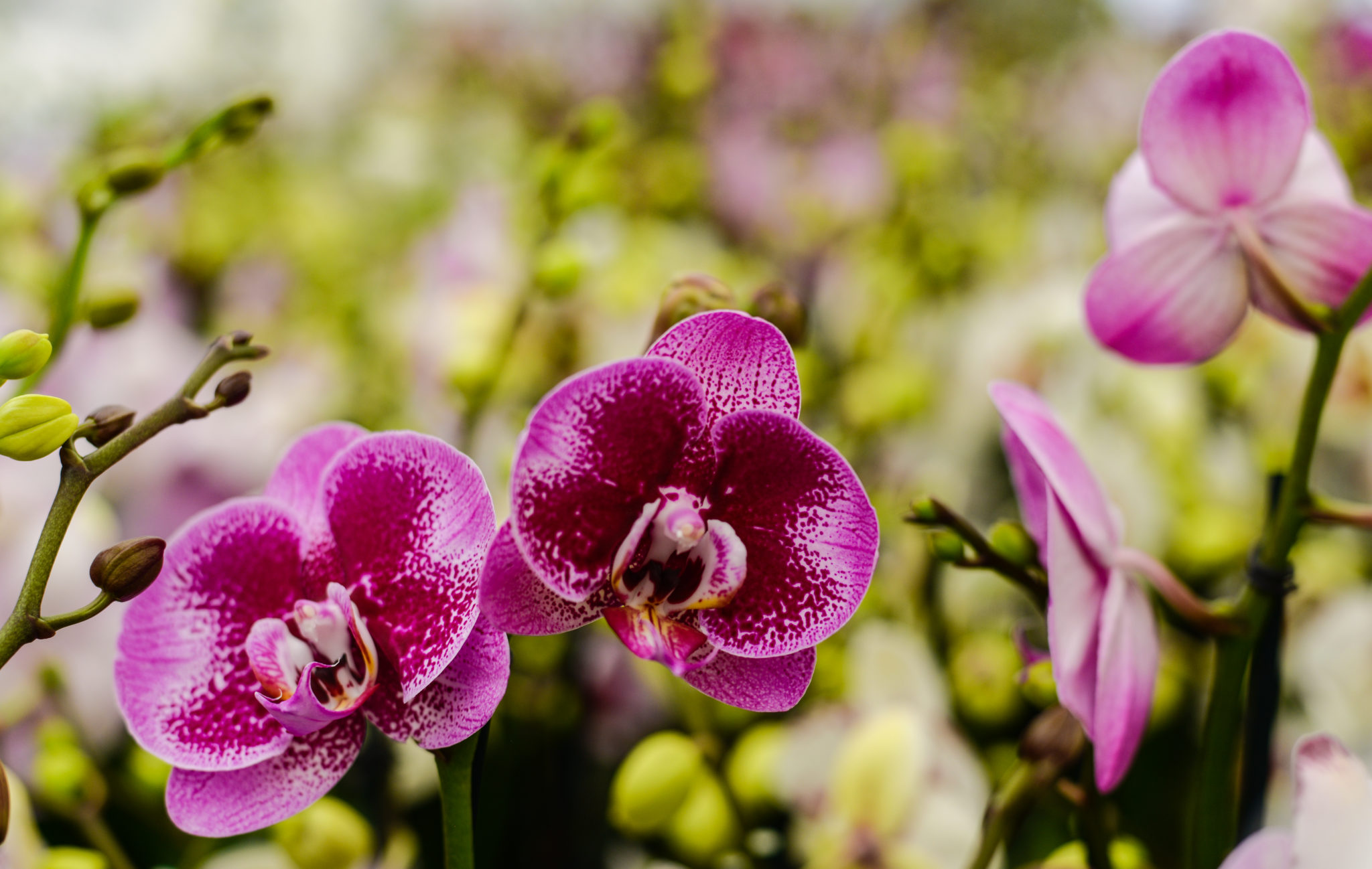 5” Phalaenopsis Orchids Silver Vase Orchids