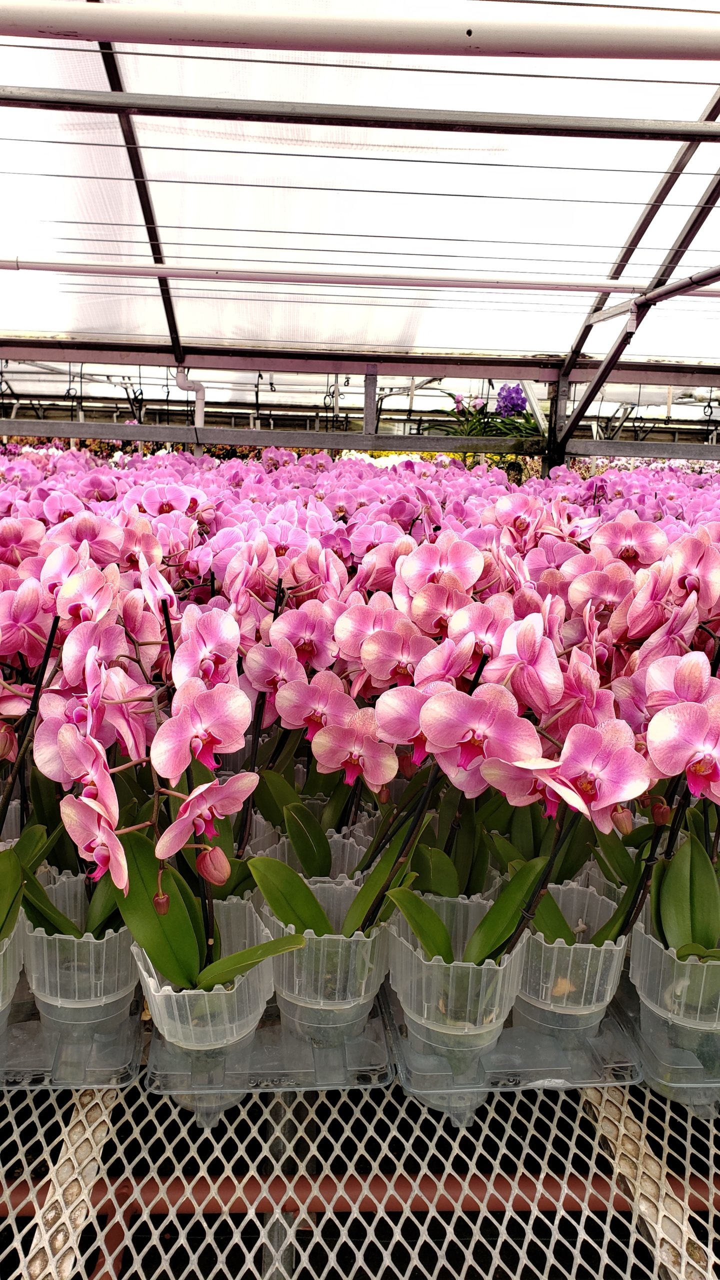 Teacup Orchids Silver Vase Orchids