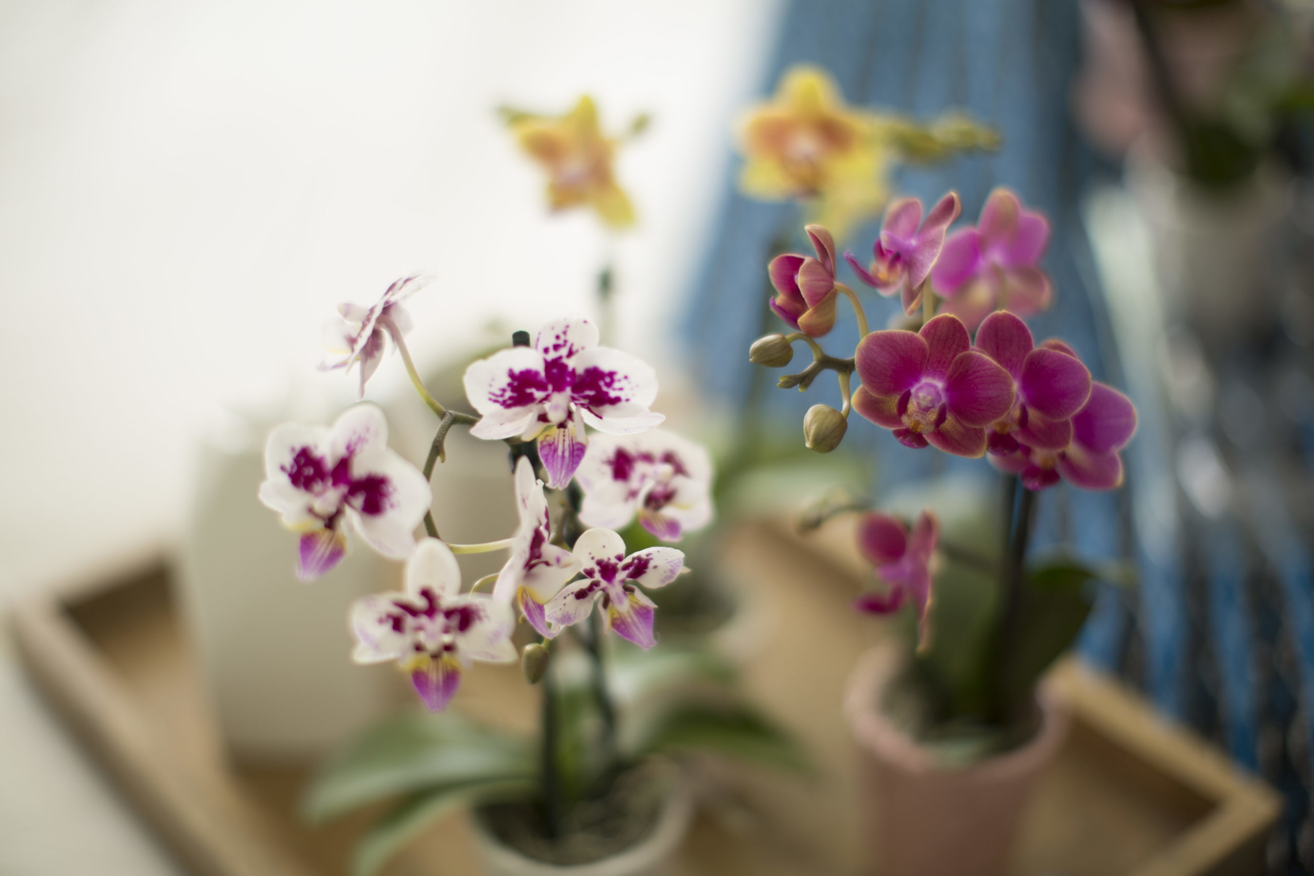 Teacup Orchids Silver Vase Orchids