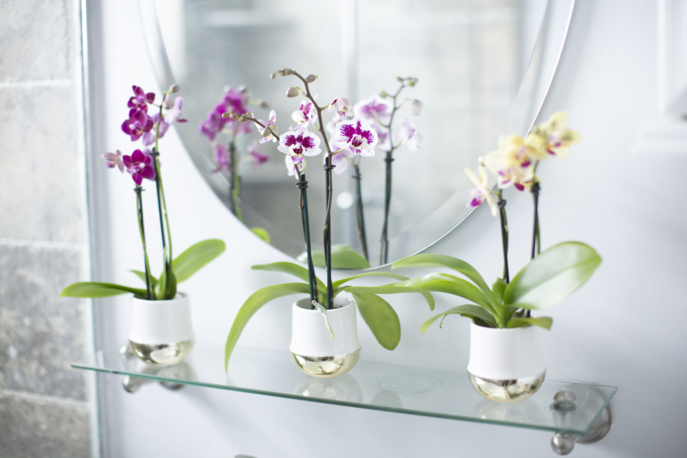 Espresso Orchids – Silver Vase Orchids