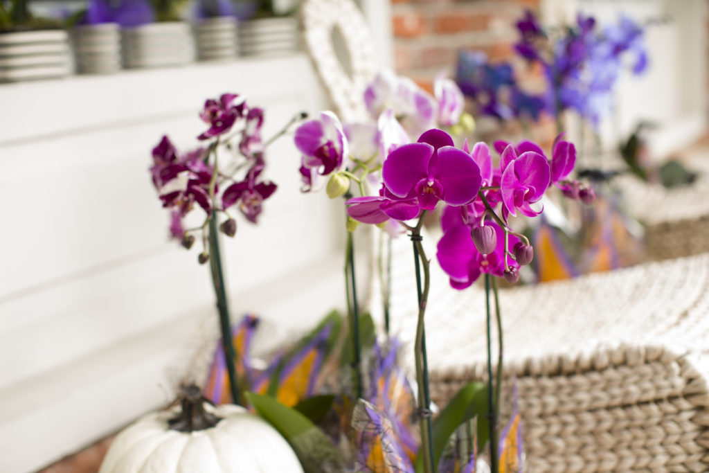 5” Phalaenopsis Orchids Silver Vase Orchids