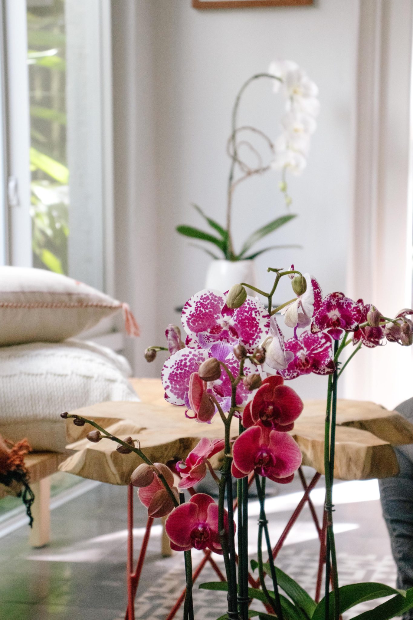 5” Phalaenopsis Orchids Silver Vase Orchids