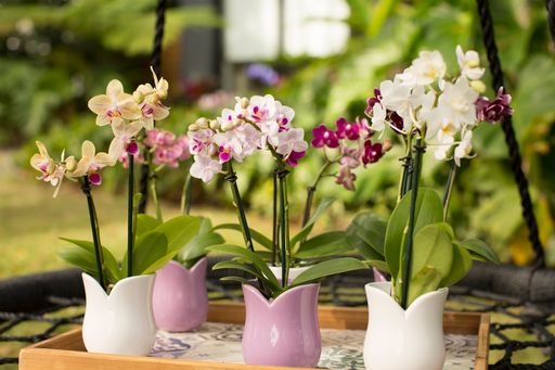 Espresso Orchids – Silver Vase Orchids