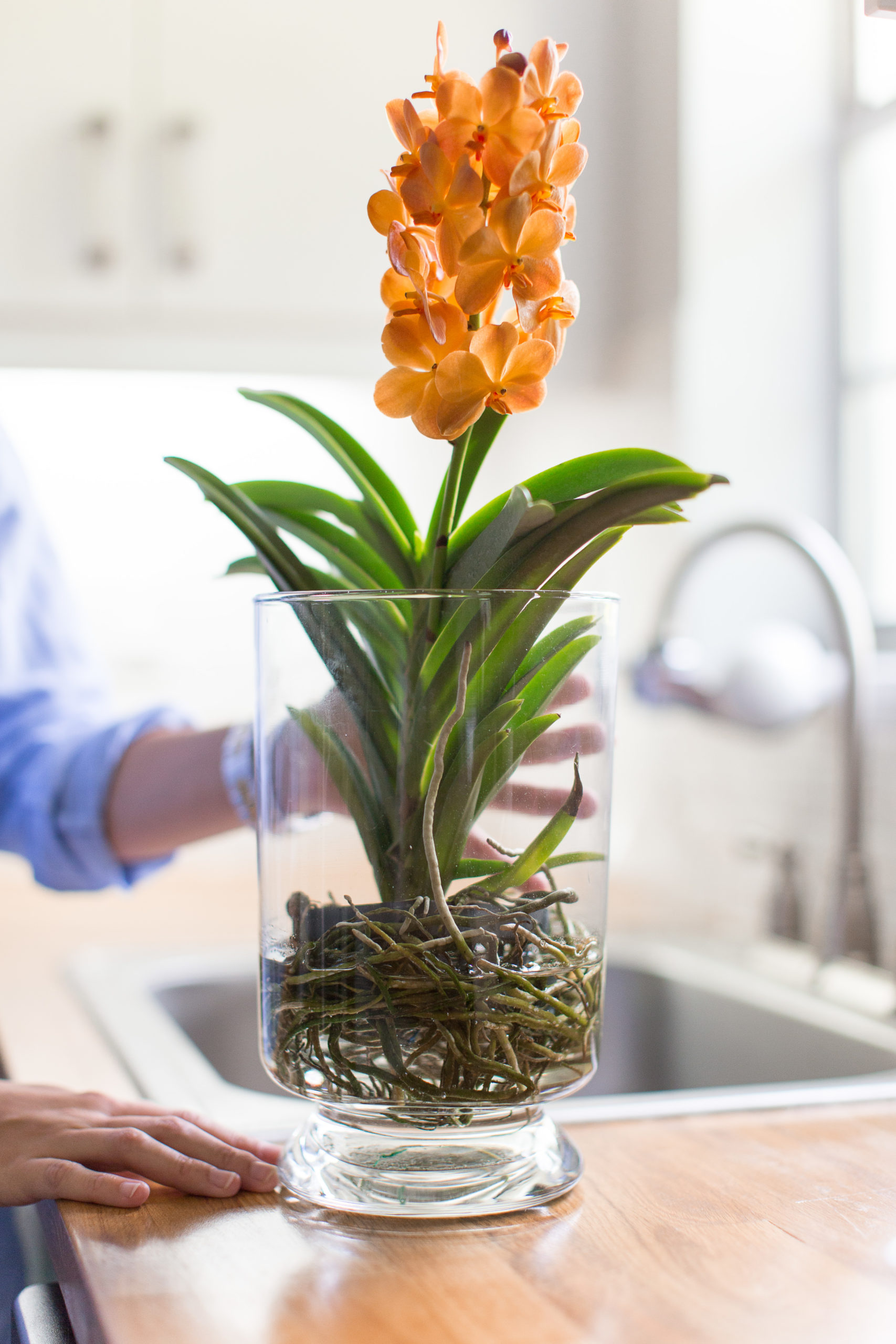 Vanda Orchids – Silver Vase Orchids