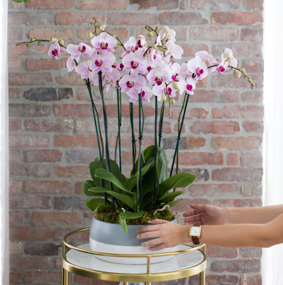 Garden Arrangements Silver Vase Orchids