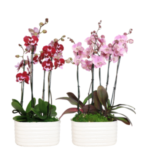 10in Asst Orchid Garden in Ceramic, 6/pk