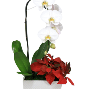 10in Swan and Poinsettia Garden in White Ceramic 6Pk