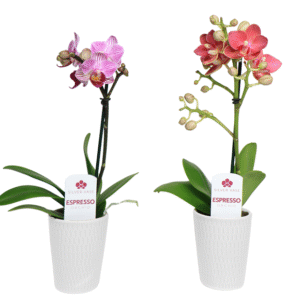 2in Asst Espresso Orchid in White Ceramic 24pk