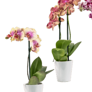 3in Phal Teacup in Orchid Print Ceramic, 15/pk