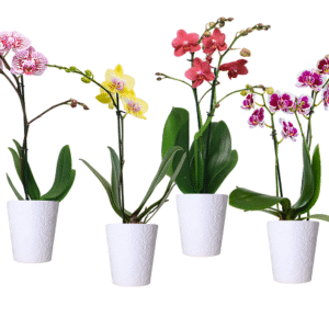 3in Teacup Orchid in Orchid Ceramic.png