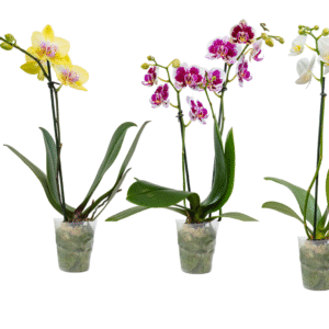 "3in Asst Teacup Orchid in Grow, 15/pk"