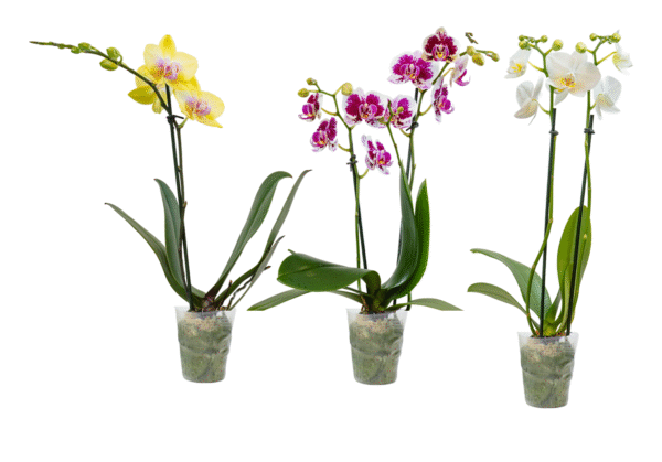 3in Teacup in Grow Pot2.png