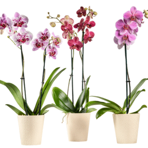 5in Phal Everyday Orchid in Ceramic, 13/pk