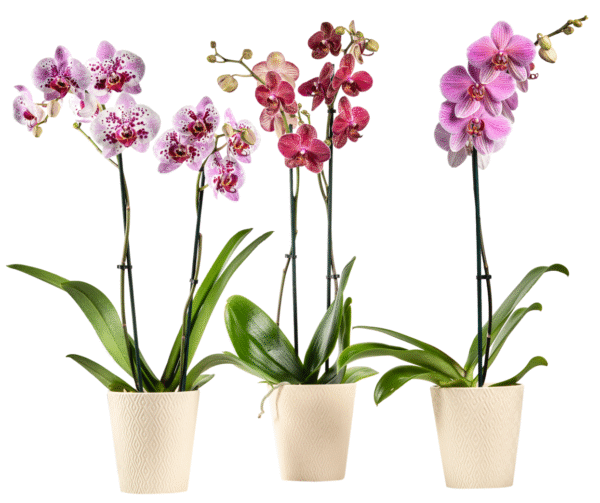 5 Inch Aztec Assorted 4.png