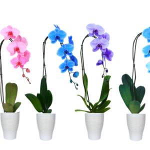 5in Swan Blue/Cypress/Lila/Pink Mix Mystique in Ceramic, 10/pk "