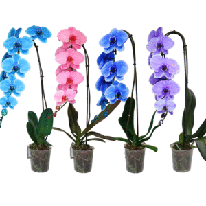 5in Swan Mystique Mix Blue/Lila/Pink/Cypress in Grow Pot, 12/pk