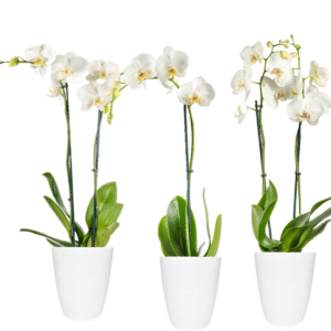 5in White Orchid in White Ceramic, 13/pk