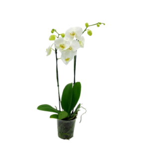 5in Phal White Double in Grow, 18/pk