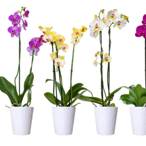 5in Phal Asst. Orchid in Orchid Print Ceramic, 13/pk