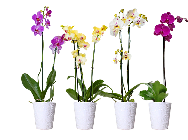 5in Orchid in Orchid Ceramic.png