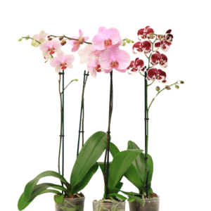5in Orchid Asst in Grower Pot 18/pk *No Caretag*