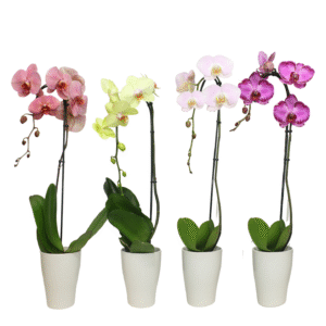 5in Phal Birds Of Paradise in White Ceramic pk/10