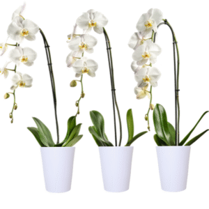 5in Phal Swan in Jade Ceramic, pk/10 Generic