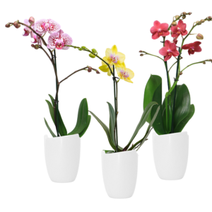 3in Phal Teacup in White Ceramic, 15/pk