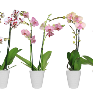 5in Phal. Asst. Orchid in Eco Pot 13/pk