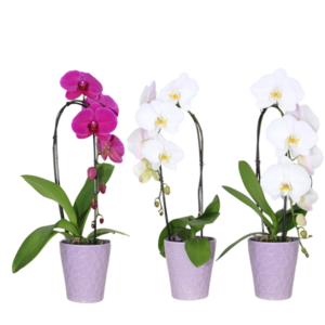 5in Birds Of Paradise Cascade Orchid in Ceramic 13Pk