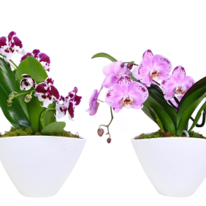 8in Enchanted Orchid in Eileen Ceramic 6pk