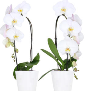 5in White Royal Cascade Orchid in Eco Pot 13Pk