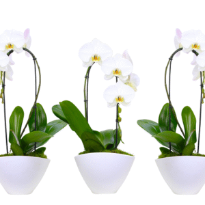 8in White Swan Cascade in Ceramic 6Pk