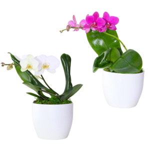 6in Enchanted Orchid Garden in White Ceramic 6Pk