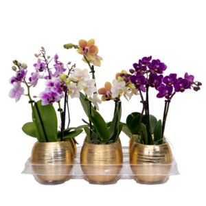 2in Espresso Orchid in Golden Ball Ceramic 12Pk