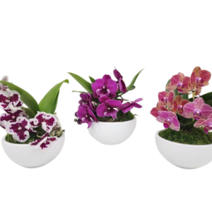 6in Enchanted Orchid Garden in Martha Ceramic 5Pk KF