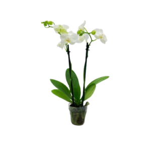 2in Espresso White Orchid 30/pk