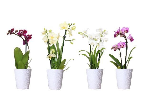 2in Espresso in Ochid Ceramic..png