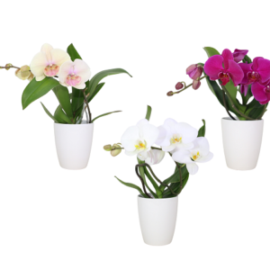 5in Wild Phal. Orchid in White Ceramic 10/pk