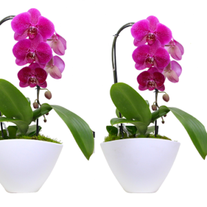 8in Birds Of Paradise Royal Cascade in Ceramic 6Pk