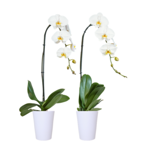 5in Phal Swan Orchid in White Ceramic, pk/10