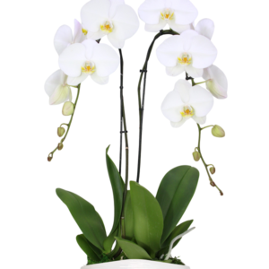 10in Swan Orchid Garden in White Ceramic 4/pk
