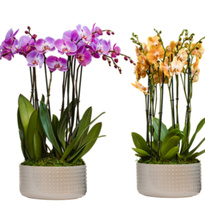 11in Asst. Phal. Orchid in Gray Ceramic 2Pk