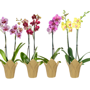 5in Phal Asst. Orchid in Kraft Cover pk/13