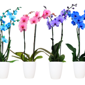 5in Mystique Mix Generic (Cypress/Lila/Pink/Blue) in Ceramic, 13/pk