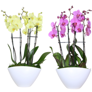 11in Asst. Orchid Garden in Eileen Ceramic, 4/pk