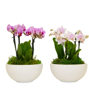 6in Espresso Orchid Garden in Ceramic 8Pk